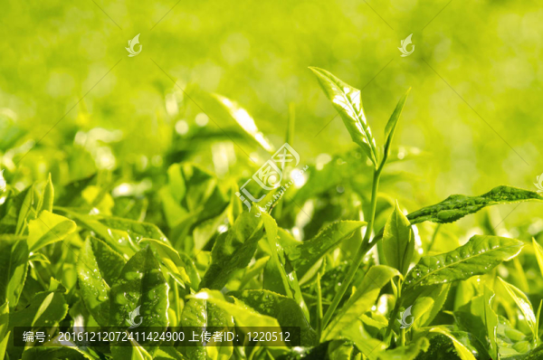 帶有光線背景的茶葉的早晨拍攝