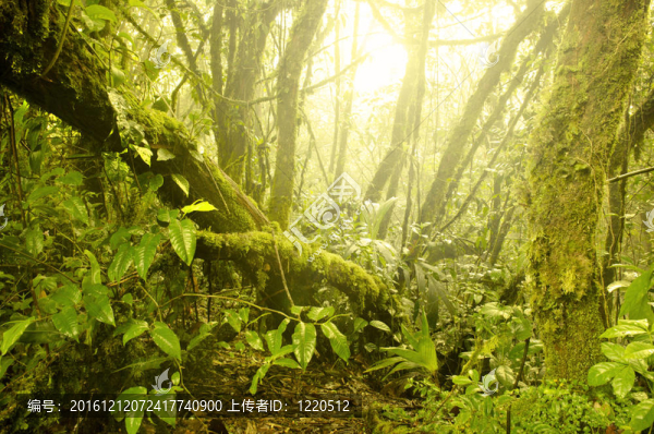 苔蘚林；金馬倫高地馬來西亞。