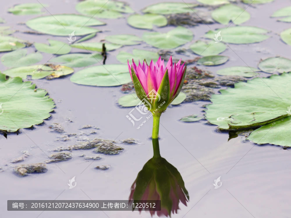 水中荷花與反思