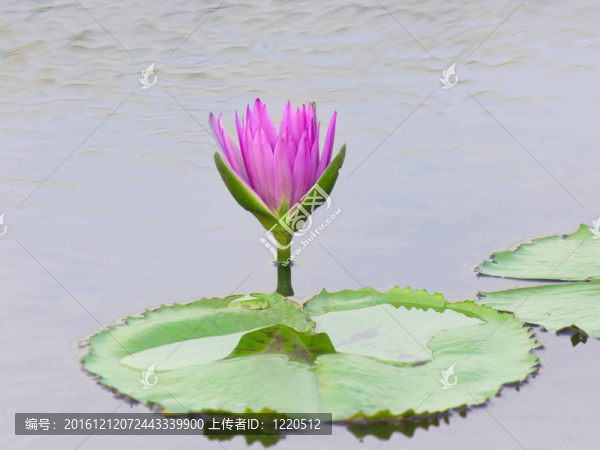 水中荷花