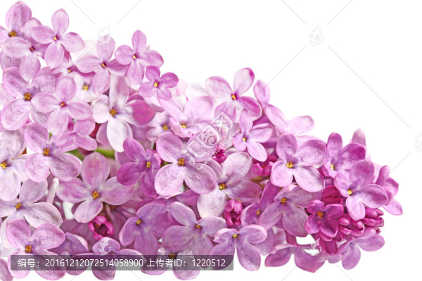 丁香花