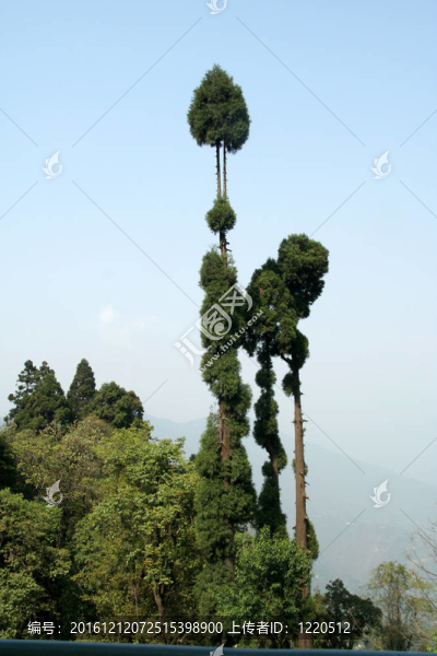 又高又瘦