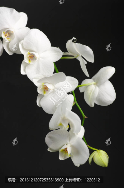 蘭花分會