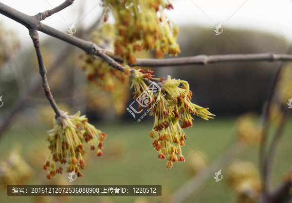 春綠芽葉