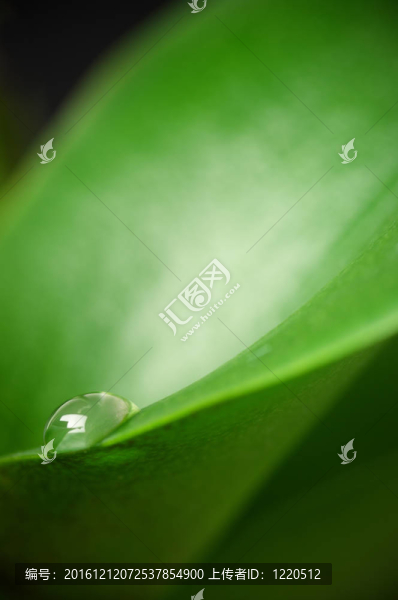 葉片水滴