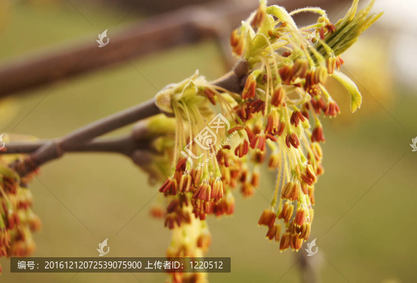春綠芽葉