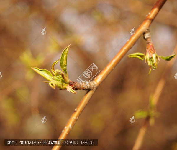 春綠芽葉