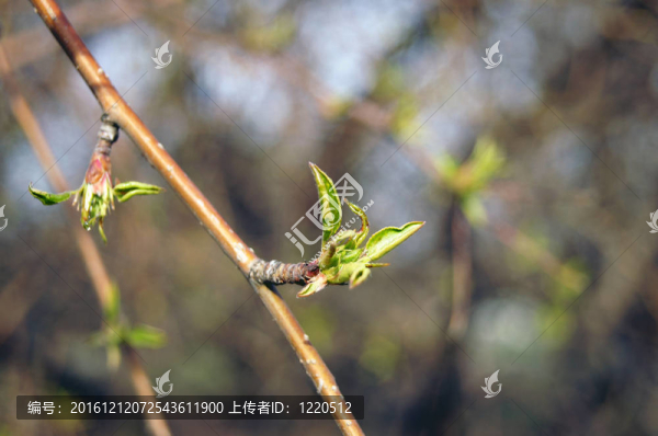 春綠芽葉
