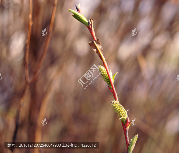 春綠芽葉