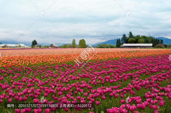 郁金香場(chǎng)五顏六色的鮮花