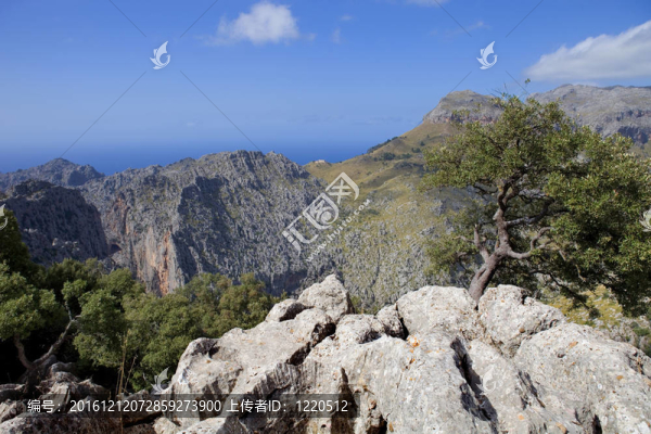馬洛卡山-匯圖網(wǎng) www.fosd68.com 馬洛卡山