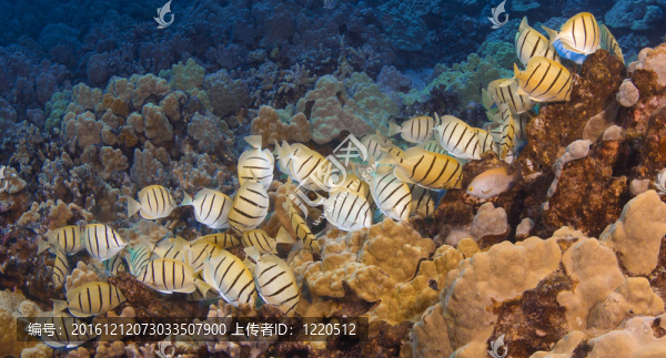 Convict,Tang學(xué)院