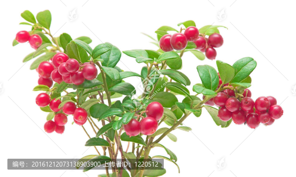 成熟的草莓在白色背景