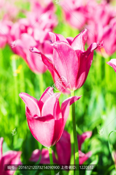 公園里的郁金香花