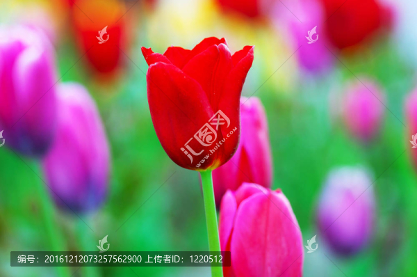 郁金香花在大自然中的概念