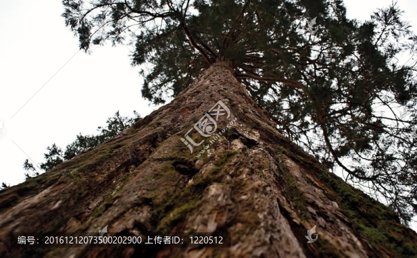glengarra木
