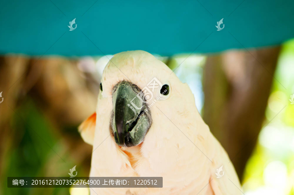 鸚鵡鸚鵡棲息在鱸魚上