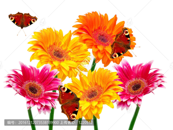 Gerber的花