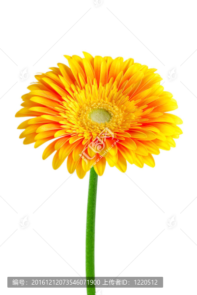 Gerber的花