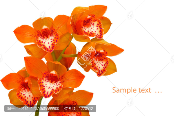 蘭花