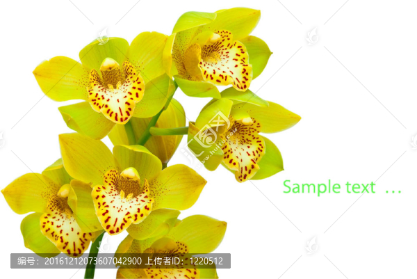 蘭花