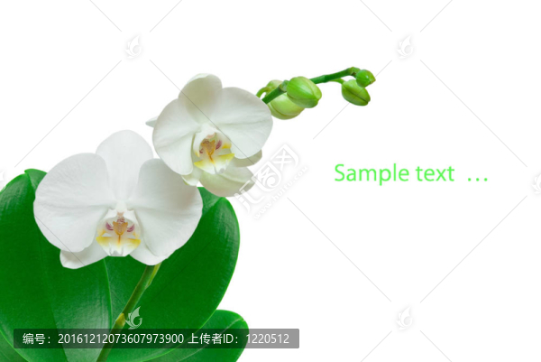 蘭花