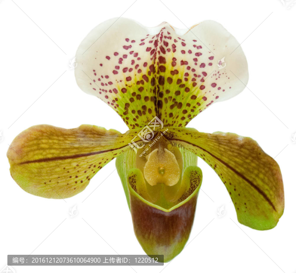 蘭花