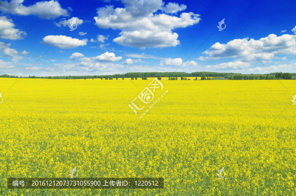 春天的田野