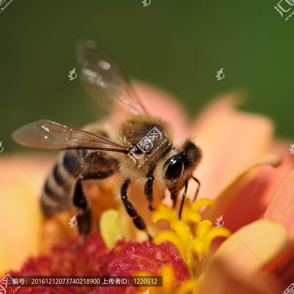 蜜蜂
