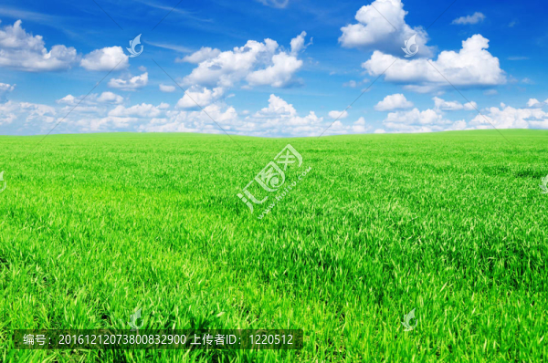 春天的田野