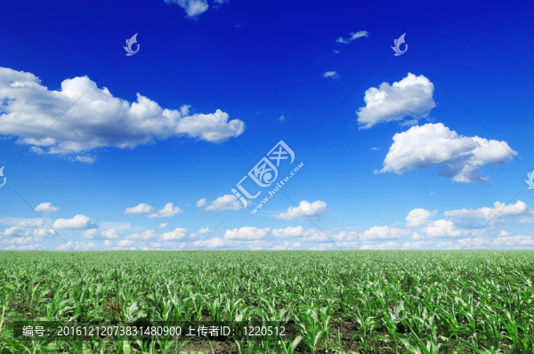 玉米田