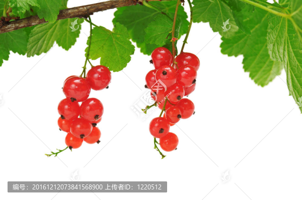 紅醋栗