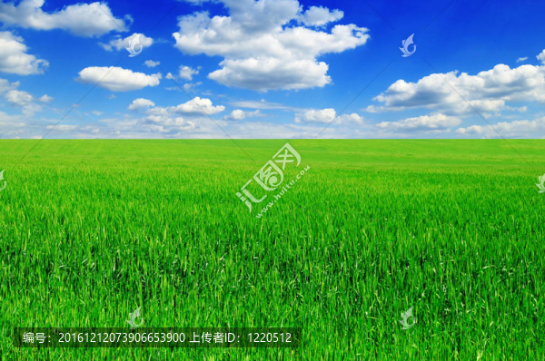 草地