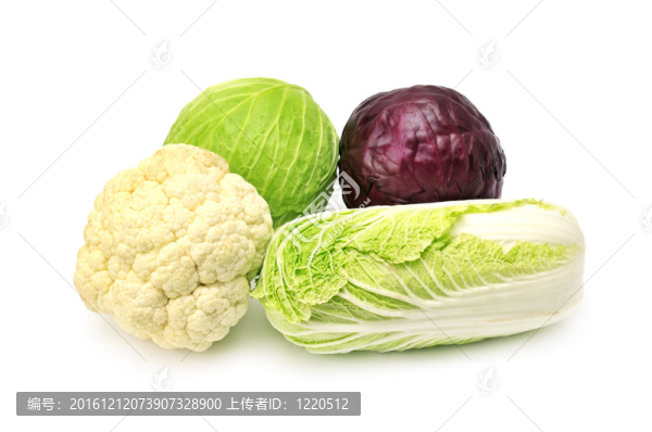 卷心菜