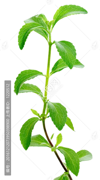 甜葉菊