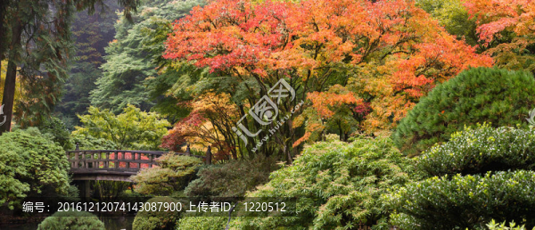秋季日本花園木腳橋