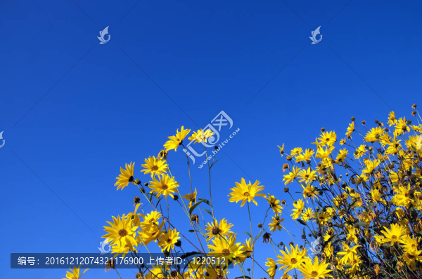 topinamburyellow花
