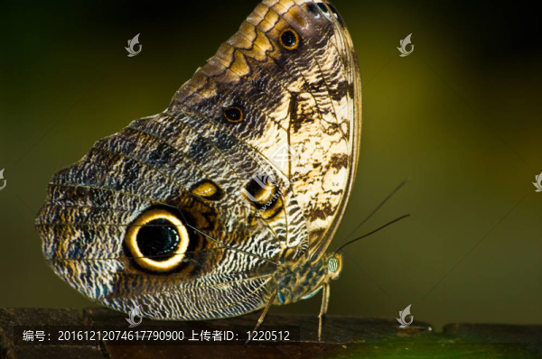 該蝴蝶