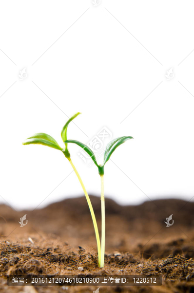 新生命觀中的綠色苗木