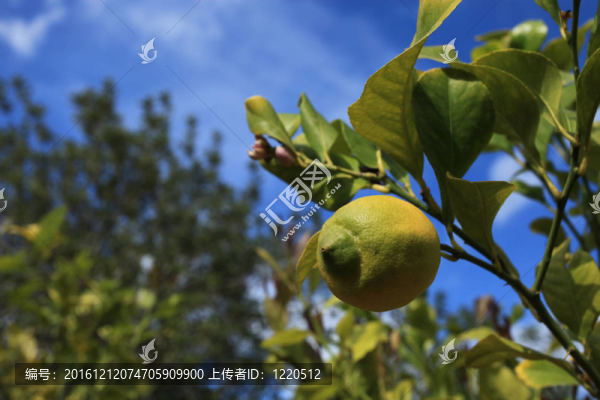 檸檬08
