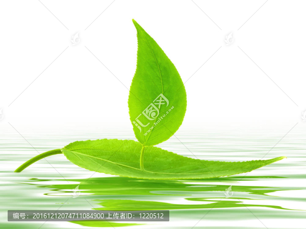葉