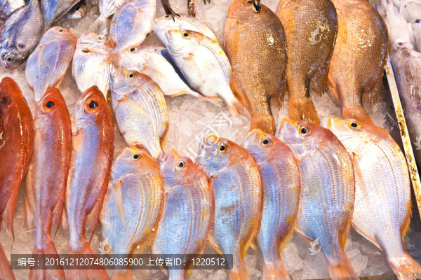 亞洲魚(yú)類(lèi)市場(chǎng)提供全淡水魚(yú)