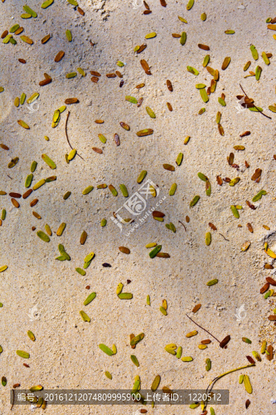 海灘上細(xì)沙上的小綠葉