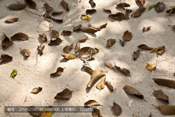 美麗的結(jié)構(gòu)化葉子在海灘上安排的性質(zhì)