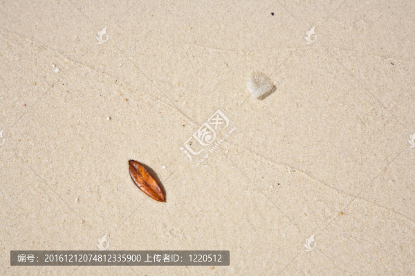 美麗的結(jié)構(gòu)化葉子在海灘上安排的性質(zhì)