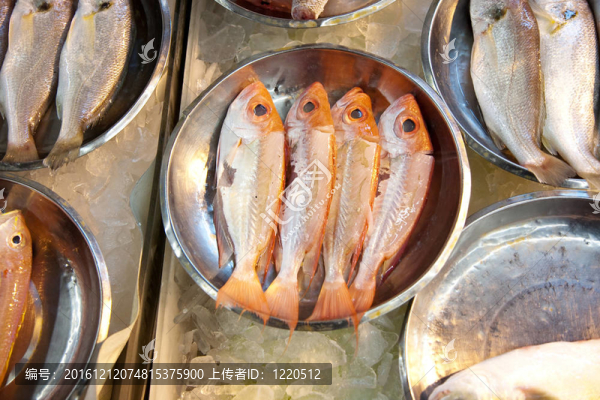 亞洲魚(yú)類市場(chǎng)提供全淡水魚(yú)