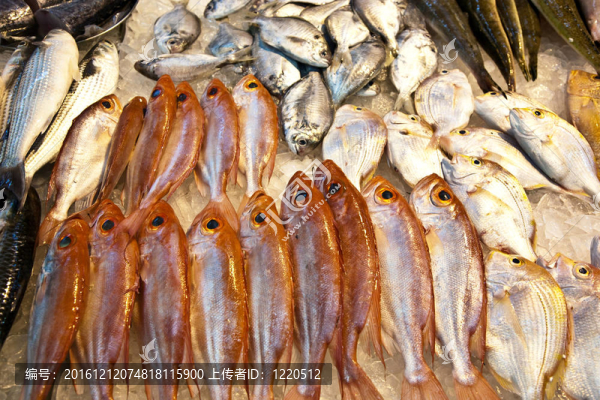 亞洲魚類市場提供全淡水魚