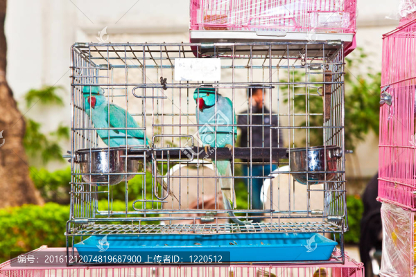 香港鳥類市場中的鳥籠