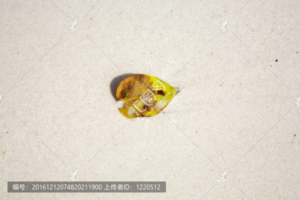 美麗的結(jié)構(gòu)化葉子在海灘上安排的性質(zhì)