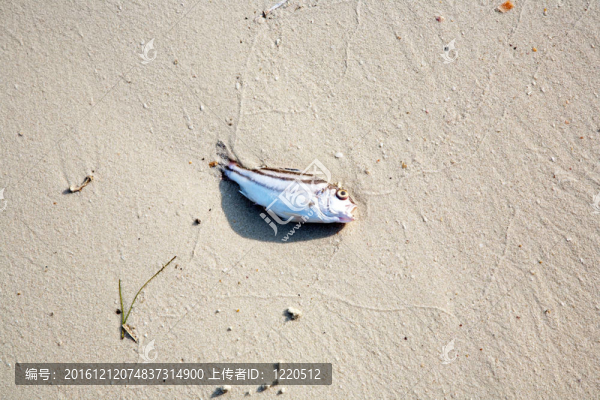 躺在海灘上的死魚